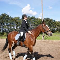 Dansk Varmblod Bakkegårdens Minka