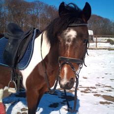 Anden særlig race Ameysing <3