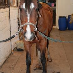 DSP Haahr's Kalahari