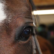 DSP Haahr's Kalahari