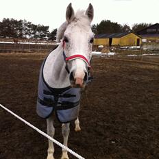 Arabisk fuldblod (OX) Zasba (Teddy) <3