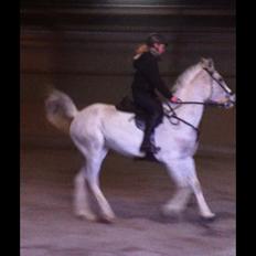 Arabisk fuldblod (OX) Zasba (Teddy) <3