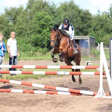 Tysk Sportspony Buglies Star