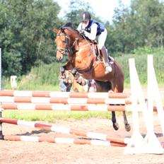 Tysk Sportspony Buglies Star