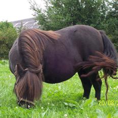 Shetlænder Kerryston Ruby