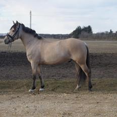 Anden særlig race Vangshøjs Baily <3 B-PONY