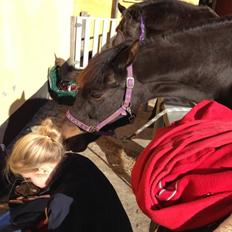 New Forest Kvægbjergs Koket!(Koko)<3