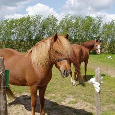 Islænder Ósk fra Bjerregaard [HIMMELHEST]
