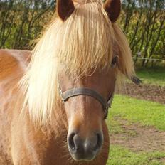 Islænder Ósk fra Bjerregaard [HIMMELHEST]