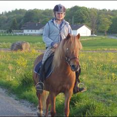 Islænder Ósk fra Bjerregaard [HIMMELHEST]