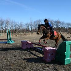 Fuldblod (XX) Mille Nyholm