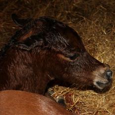 Arabisk fuldblod (OX) D. Van Marc