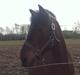 New Forest strauss