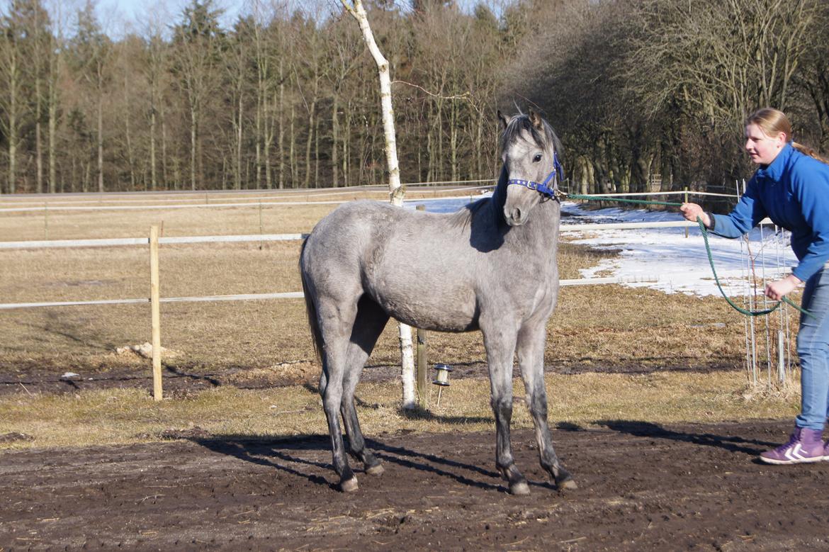 Welsh Pony (sec B) Bjerregårds May Flower - Smukke:) billede 17