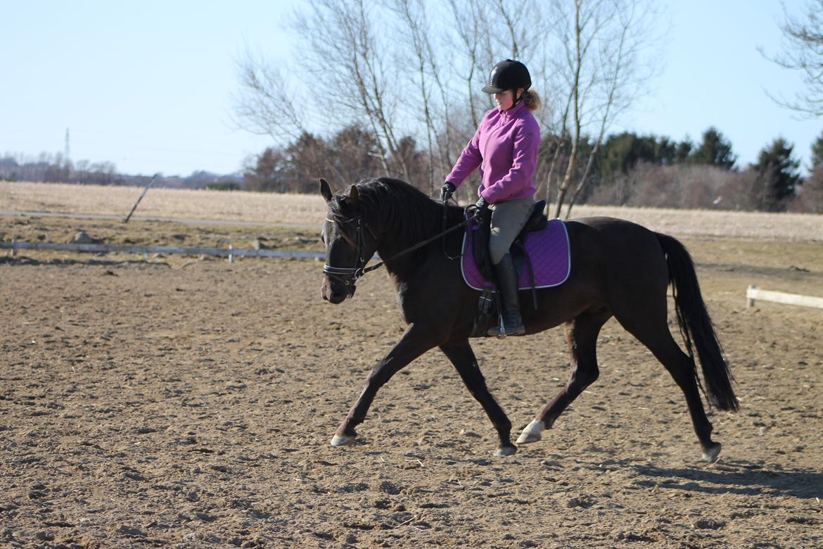 Frederiksborg Quintus Brentedal billede 1