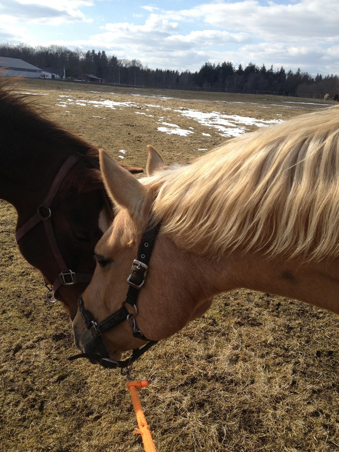 Palomino Chess Stauslykke - Chess og Chanel :-) 
 billede 11