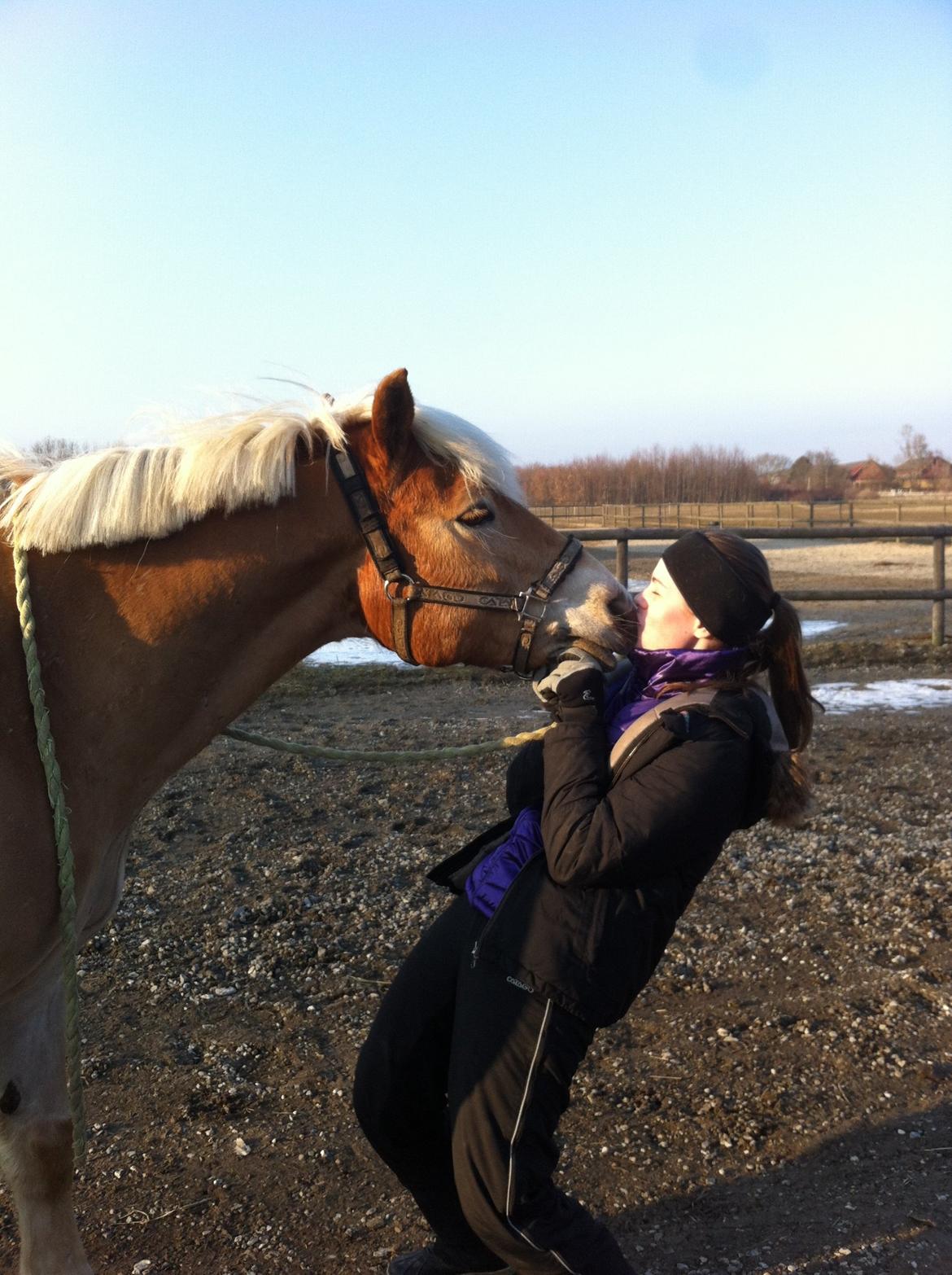 Haflinger Hestehovens Archibald billede 8