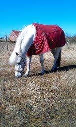 Anden særlig race Uptown Girl *Tøffe*<3 (aflivet) - Velkommen til Tøffe's profil.<3 billede 1