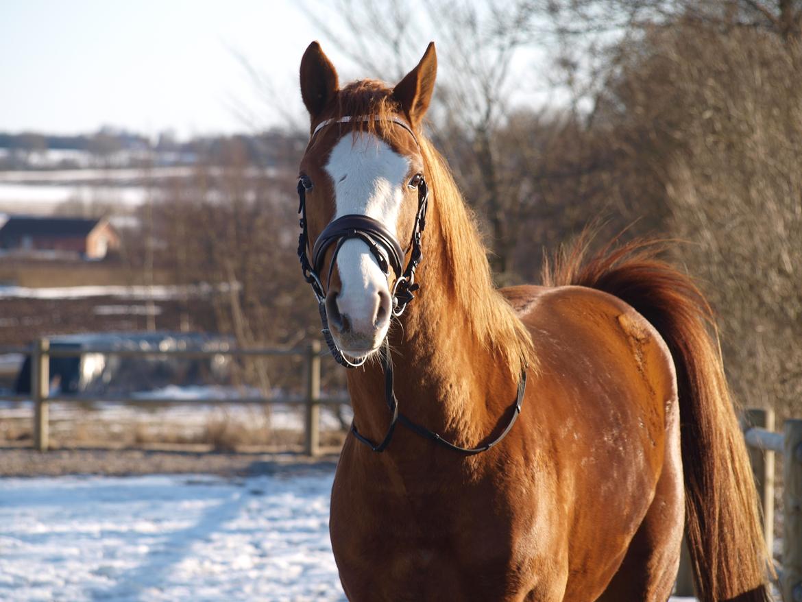 Dansk Varmblod Wipper ( Solgt ) billede 10