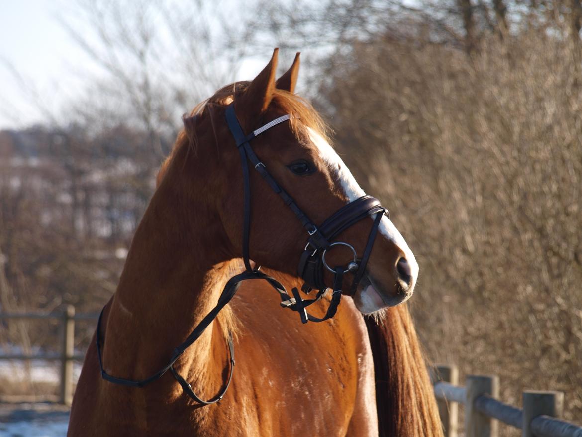 Dansk Varmblod Wipper ( Solgt ) billede 11