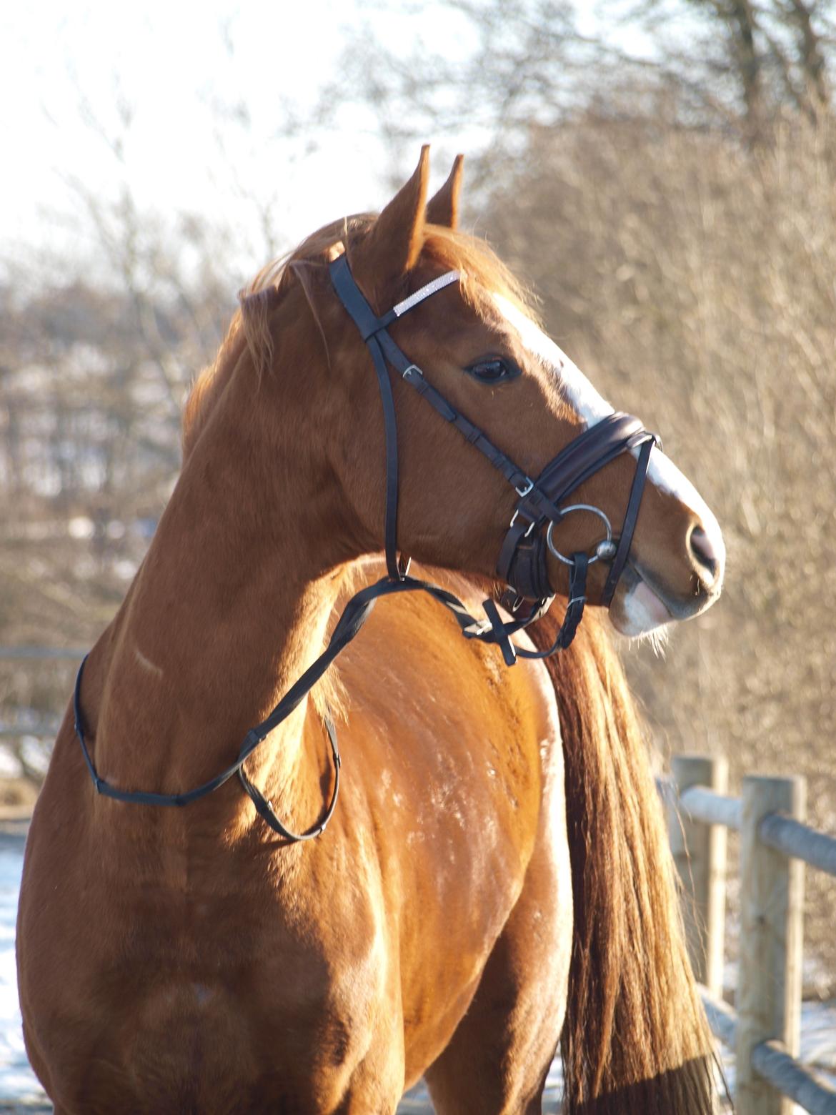 Dansk Varmblod Wipper ( Solgt ) billede 12