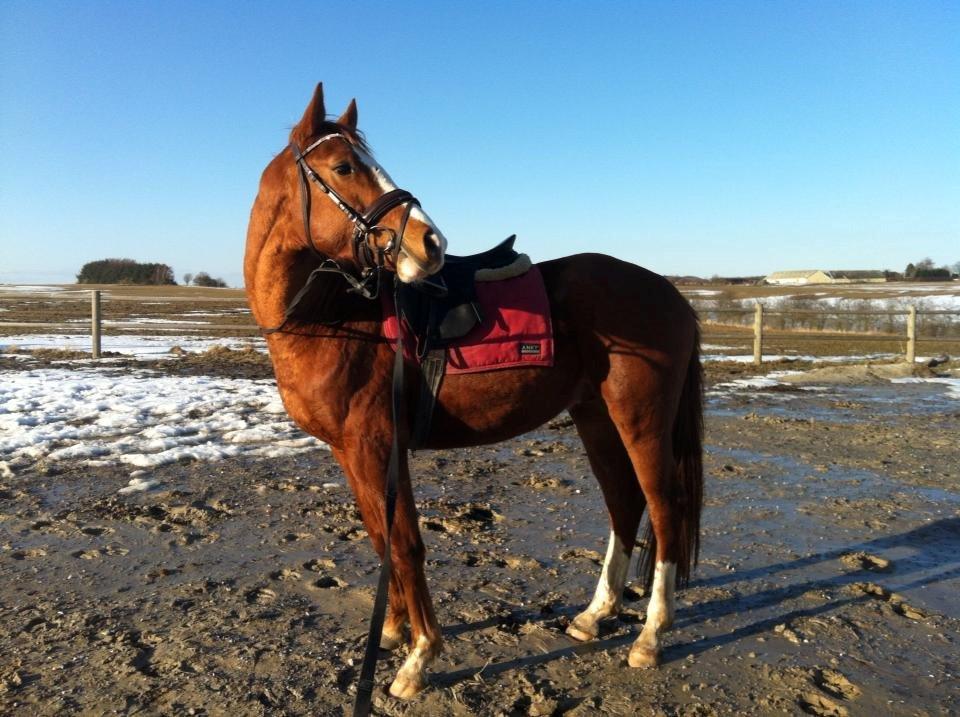 Dansk Varmblod Wipper ( Solgt ) billede 13