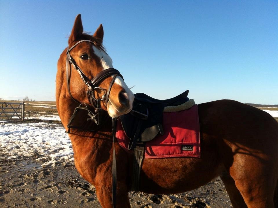 Dansk Varmblod Wipper ( Solgt ) billede 14