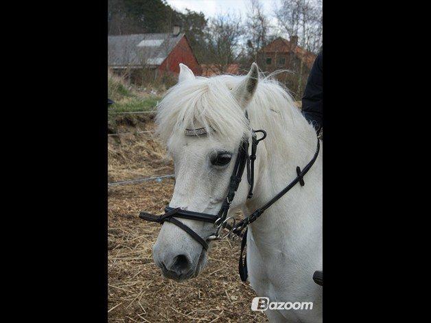 Anden særlig race Uptown Girl *Tøffe*<3 (aflivet) - TØFFE!<3 billede 7