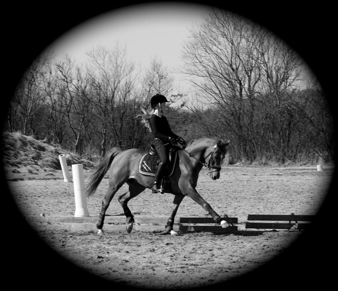 DSP BOMGAARDENS ANDIAMO B-PONY - Træning d. 1 april 2013 billede 19