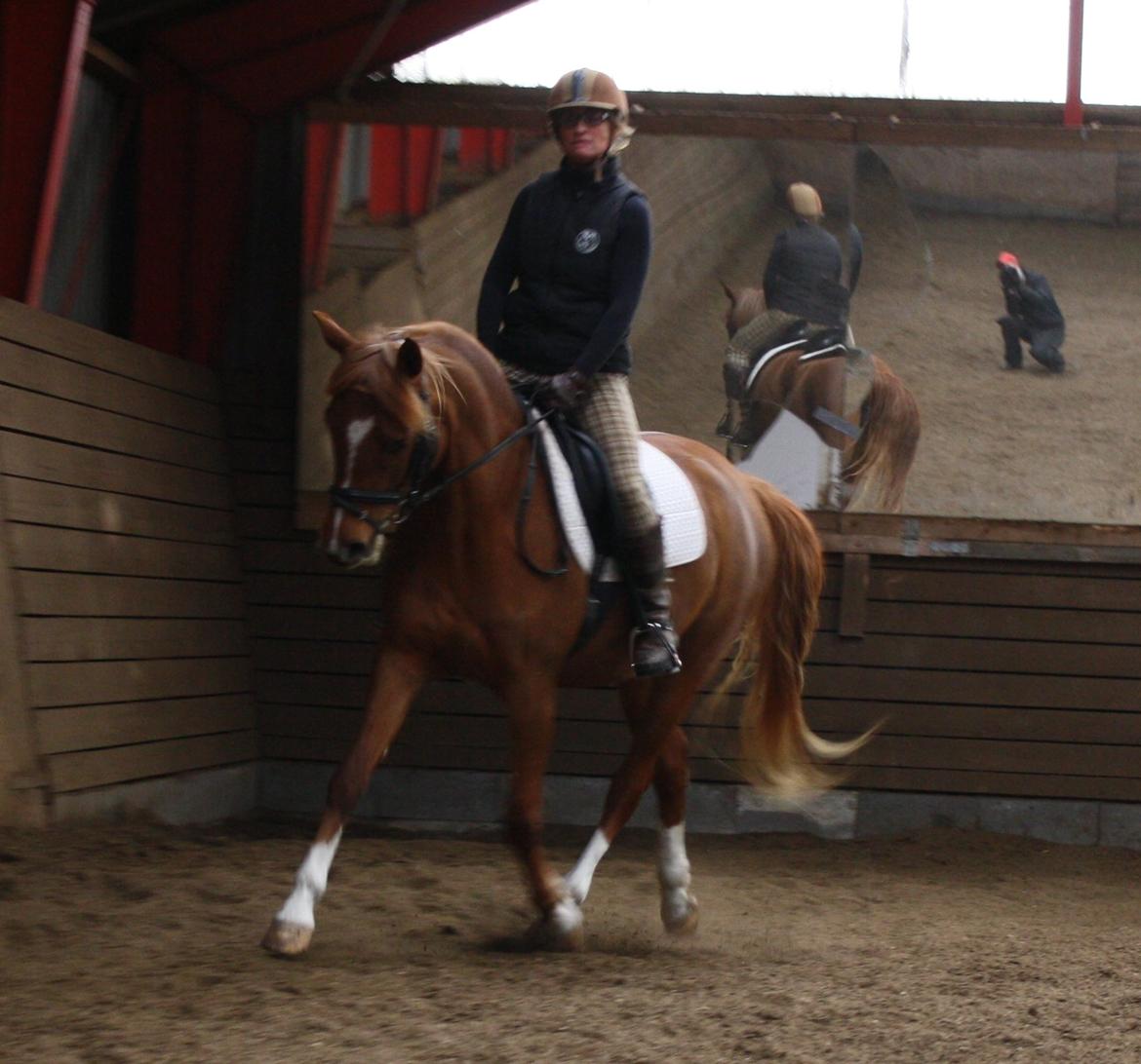 Arabisk fuldblod (OX) Zahrah Hamrah El Azraff - Smukke Zahrah i hallen d. 29/3-13 billede 16