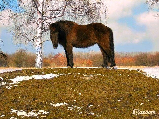 Islænder Halla fra Hejelte - Halla på bakken | Forår 2013 billede 16