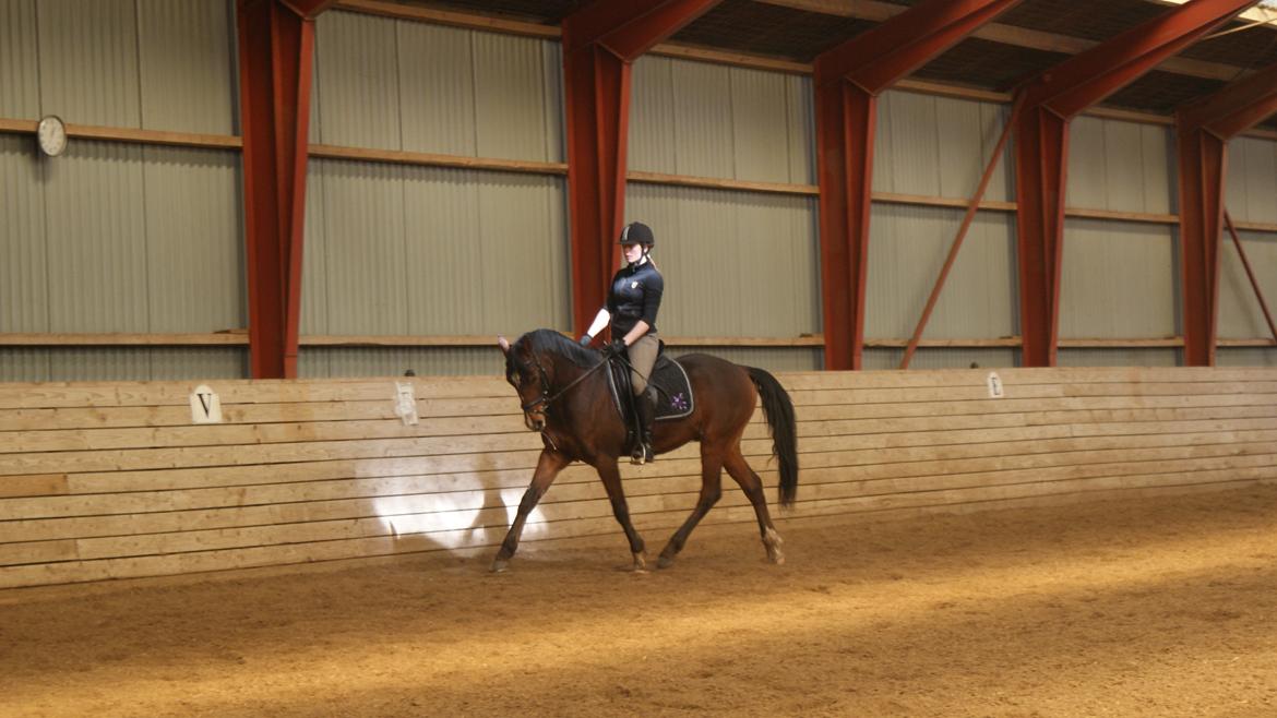 Tysk Sportspony Chantree - Træning 1/4.13 billede 4