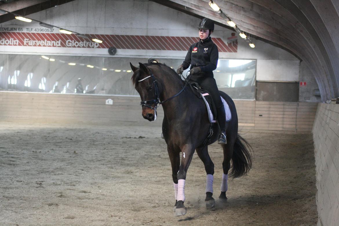 Anden særlig race Mouton B-hest billede 1