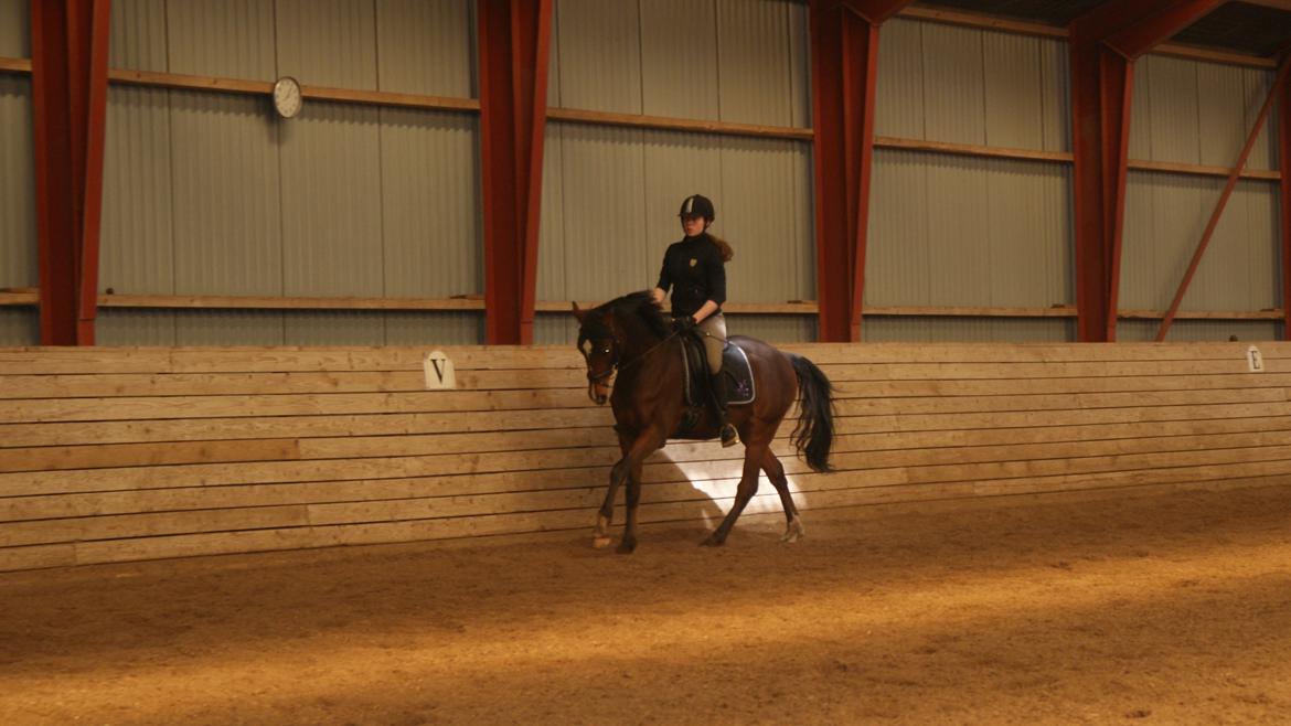 Tysk Sportspony Chantree - Træning 1/4.13 billede 5