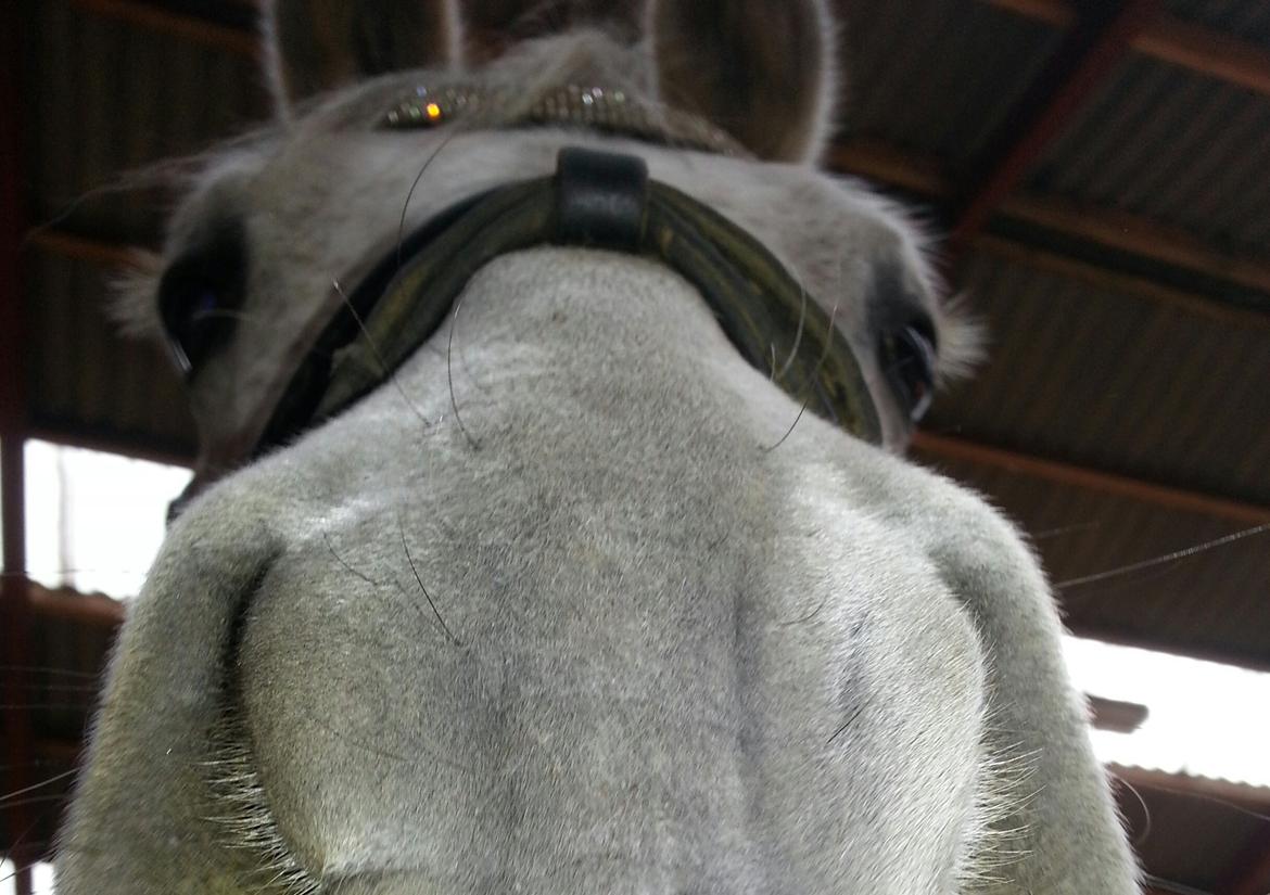 Arabisk fuldblod (OX) Diya Al Din - Bø! billede 8