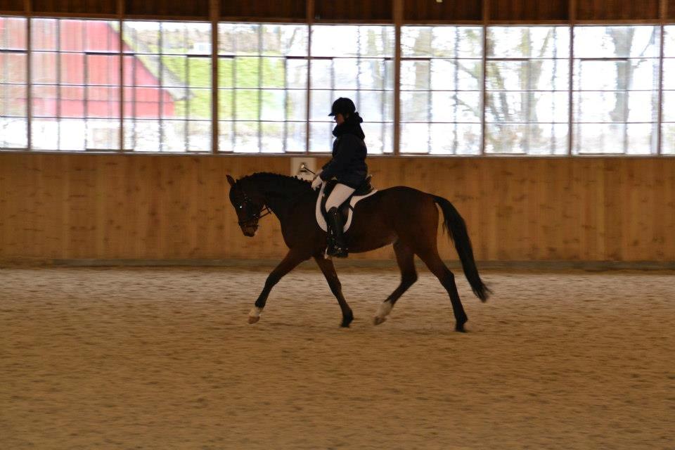 Tysk Sportspony Chantree - Faxe 23/2-13 billede 7