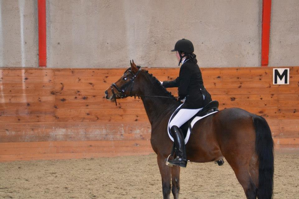 Tysk Sportspony Chantree - Faxe 23/2-13 billede 8