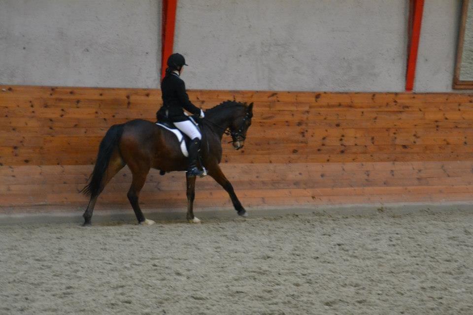 Tysk Sportspony Chantree - Faxe 23/2-13 billede 9