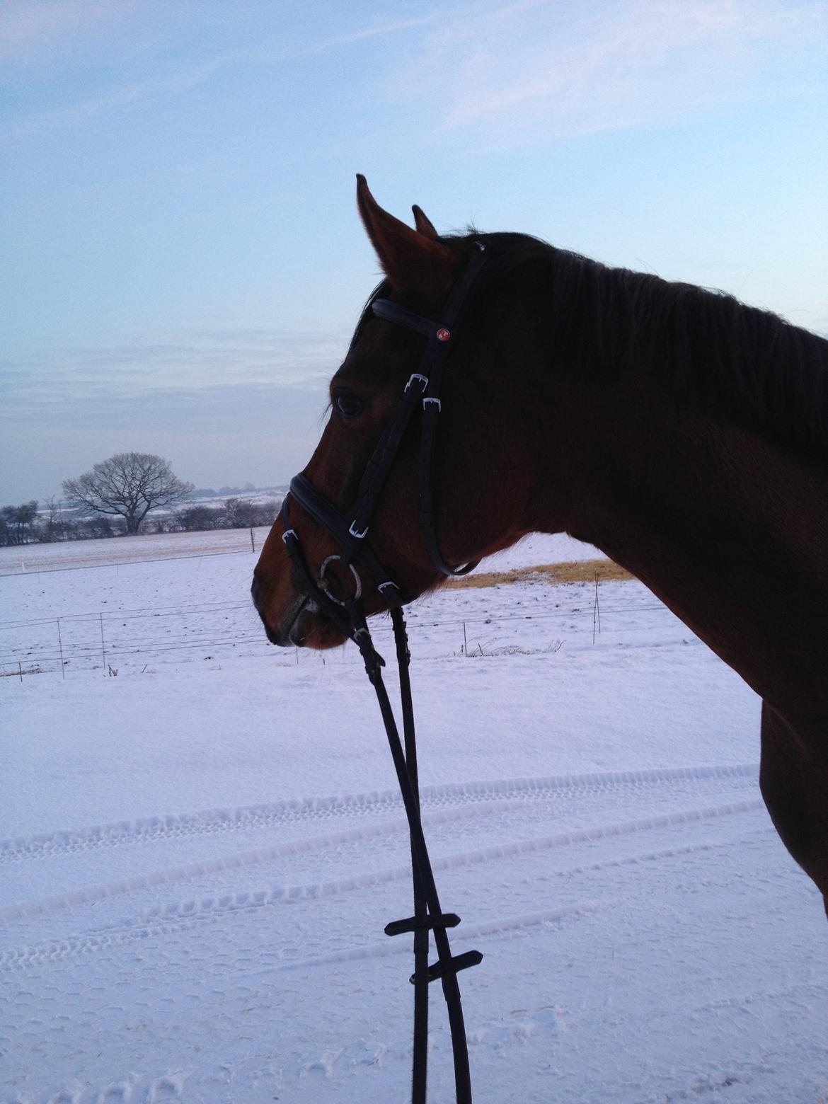 Tysk Sportspony Chantree - En glad bumbum efter undervisning. <3 billede 2