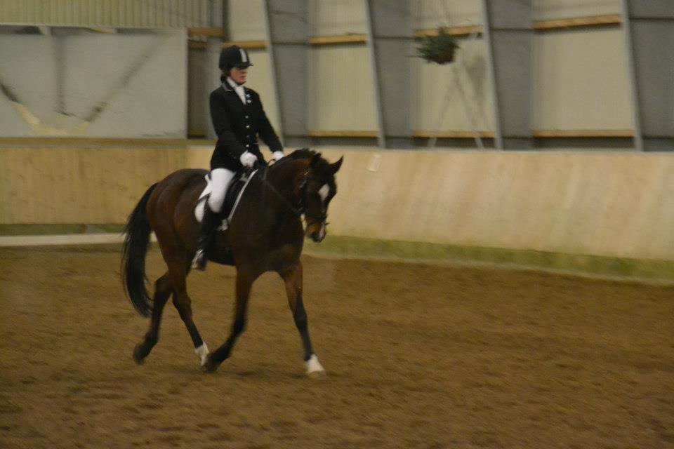 Tysk Sportspony Chantree - MSR 27/1-13 billede 10