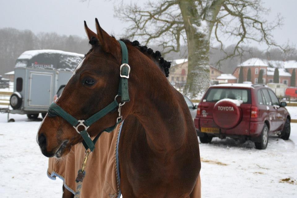 Tysk Sportspony Chantree - MSR 27/1-13 billede 1