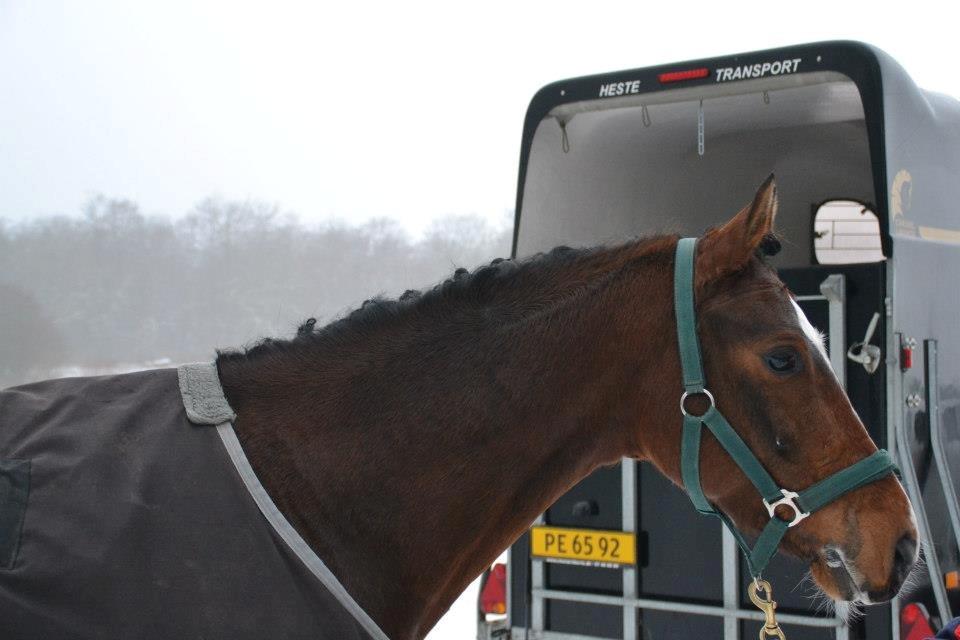 Tysk Sportspony Chantree - MSR 27/1-13 billede 11