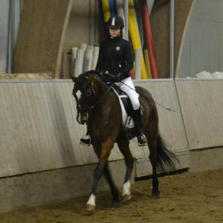 Tysk Sportspony Chantree - MSR 27/1-13 billede 12