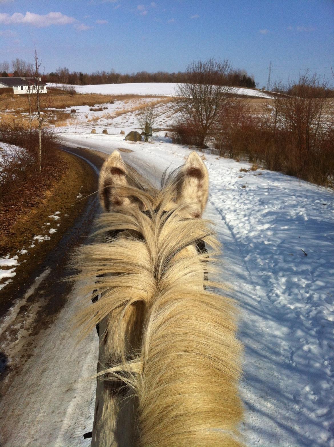 Knabstrupper Xanto (Solgt) billede 9