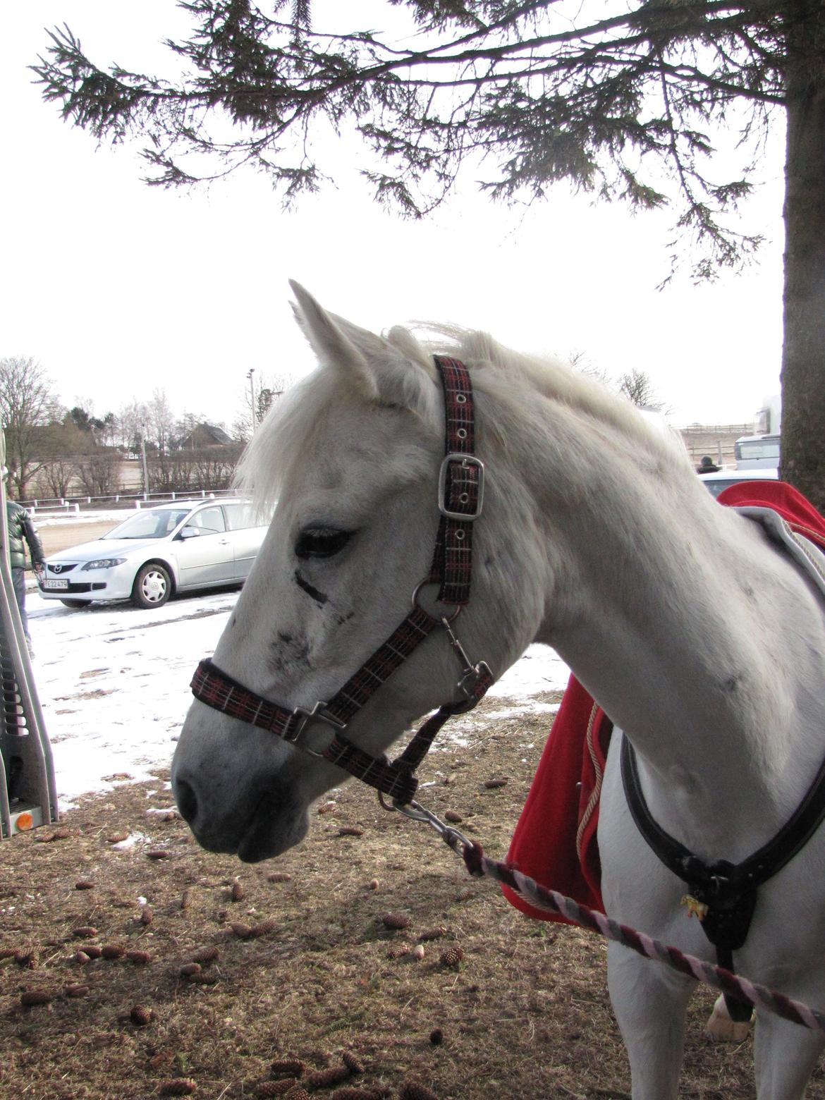 Welsh Pony (sec B) Lyngvejens Eliza - Den dag hun blev vores helt egen! Den 28/3-13, men også den dag vi startet vores første stævne sammen!<3 billede 16