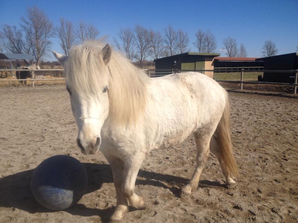 Islænder Áning Fra Fjalli. billede 8