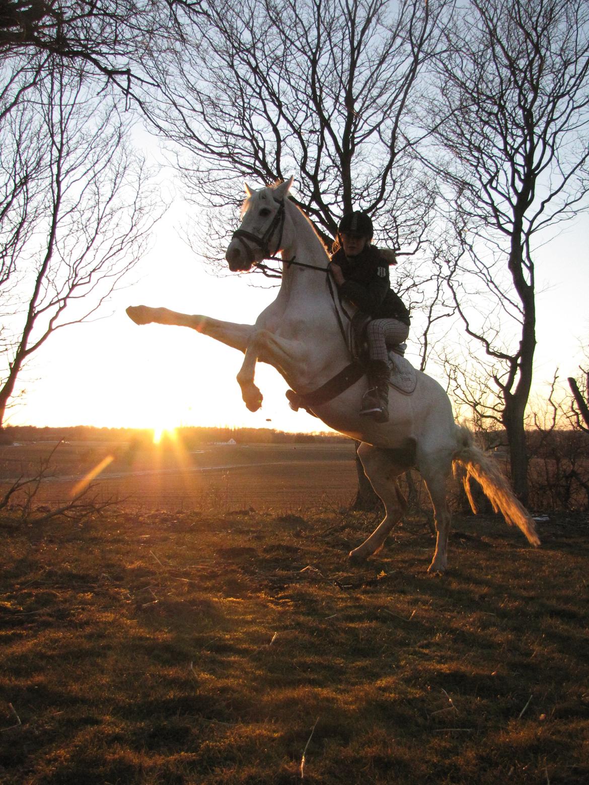 Welsh Pony (sec B) Lyngvejens Eliza - Fuck du sej skat! (Både musse og Jose) billede 13