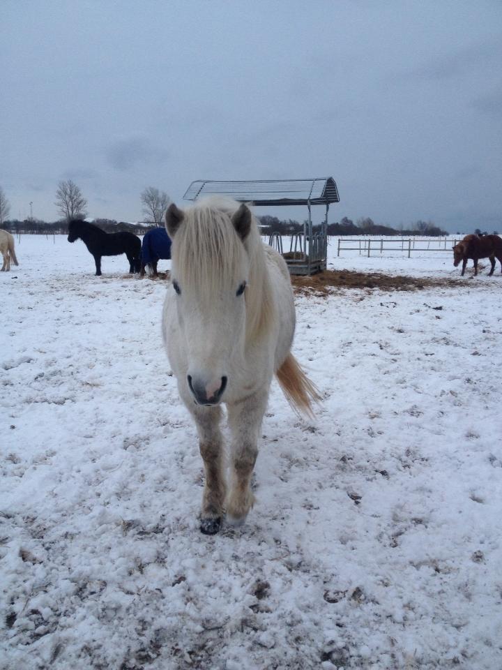 Islænder Áning Fra Fjalli. billede 10