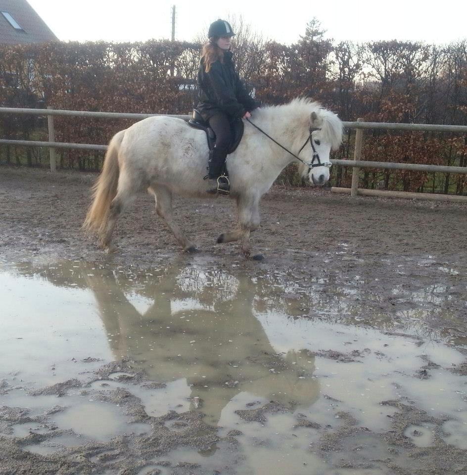 Islænder Áning Fra Fjalli. billede 12