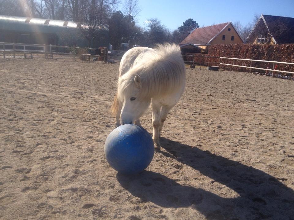 Islænder Áning Fra Fjalli. billede 6